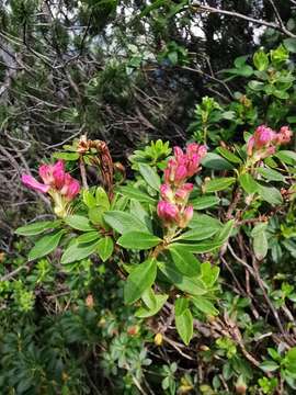 Image de Rhododendron × intermedium