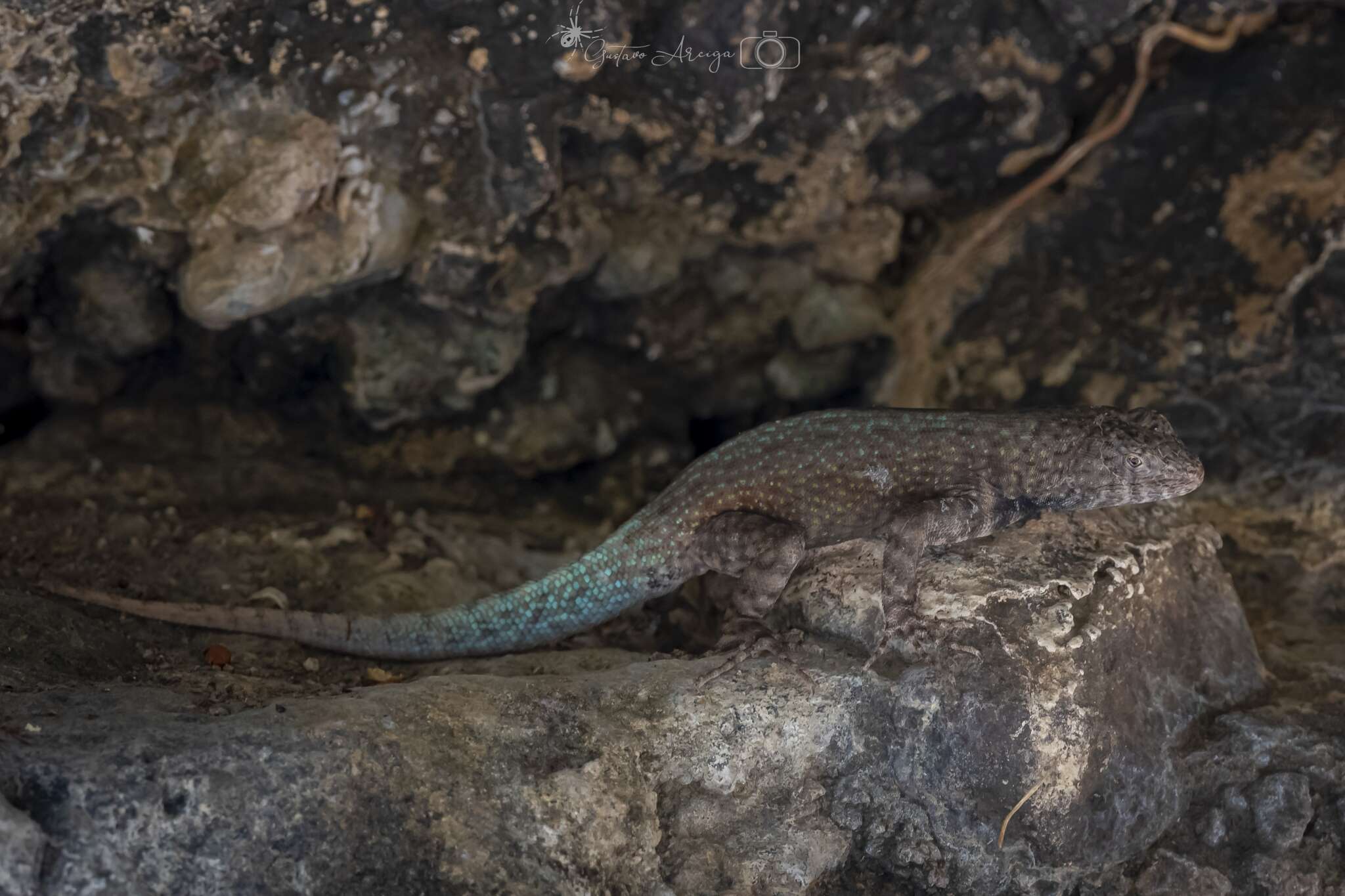 Sivun Sceloporus gadoviae Boulenger 1905 kuva