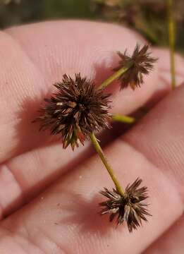 Image of Juncus polycephalus Michx.