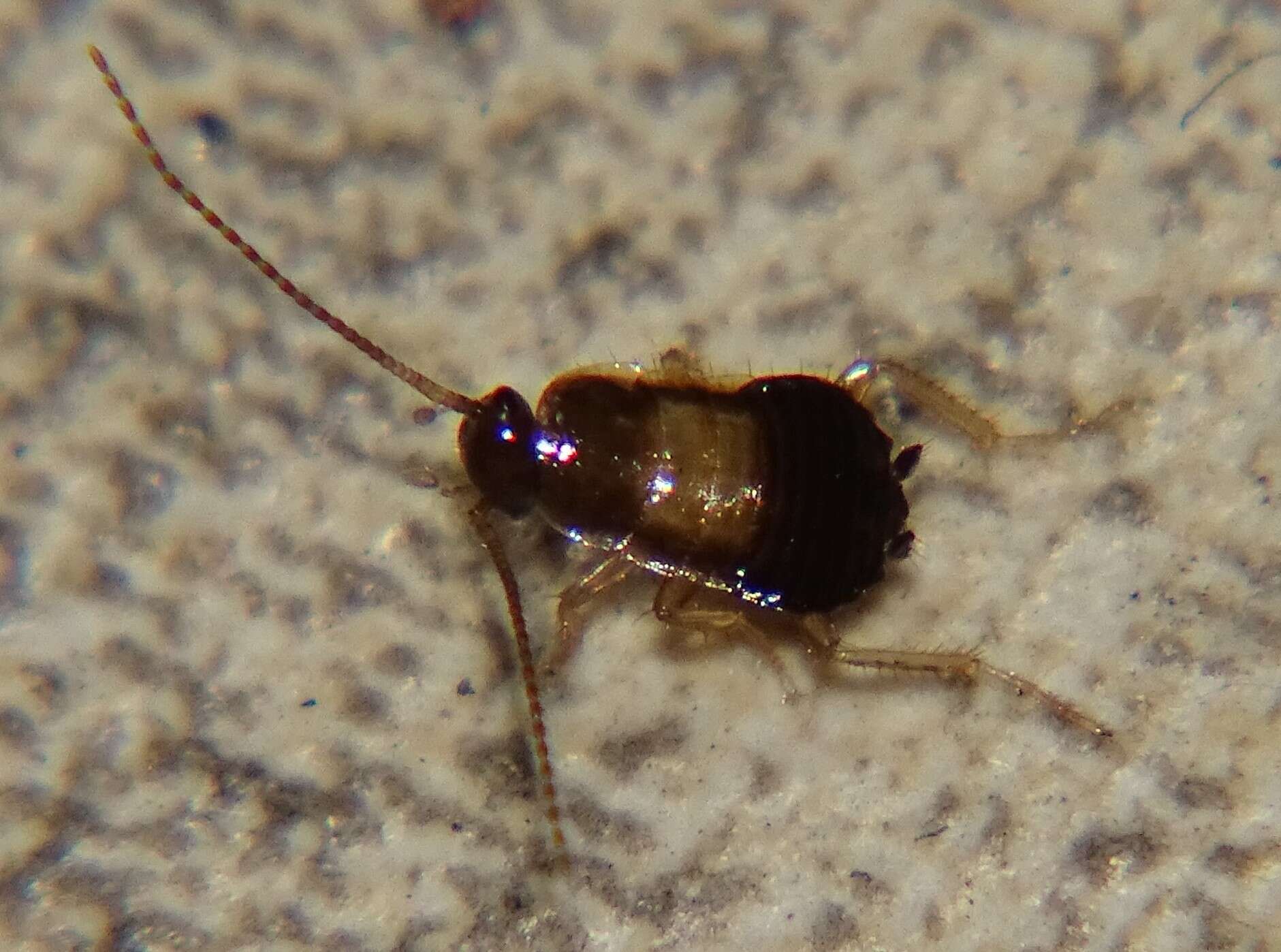 Image of German Cockroach