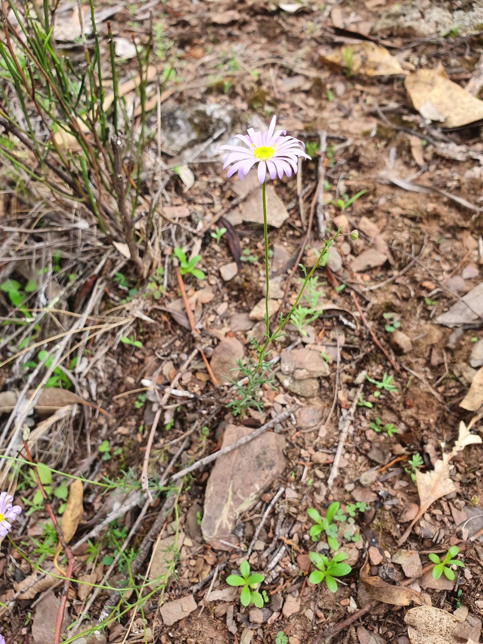 Слика од Brachyscome rigidula (DC.) G. L. Davis