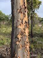 Angophora leiocarpa (L. Johnson ex G. Leach) K. R. Thiele & P. Y. Ladiges的圖片