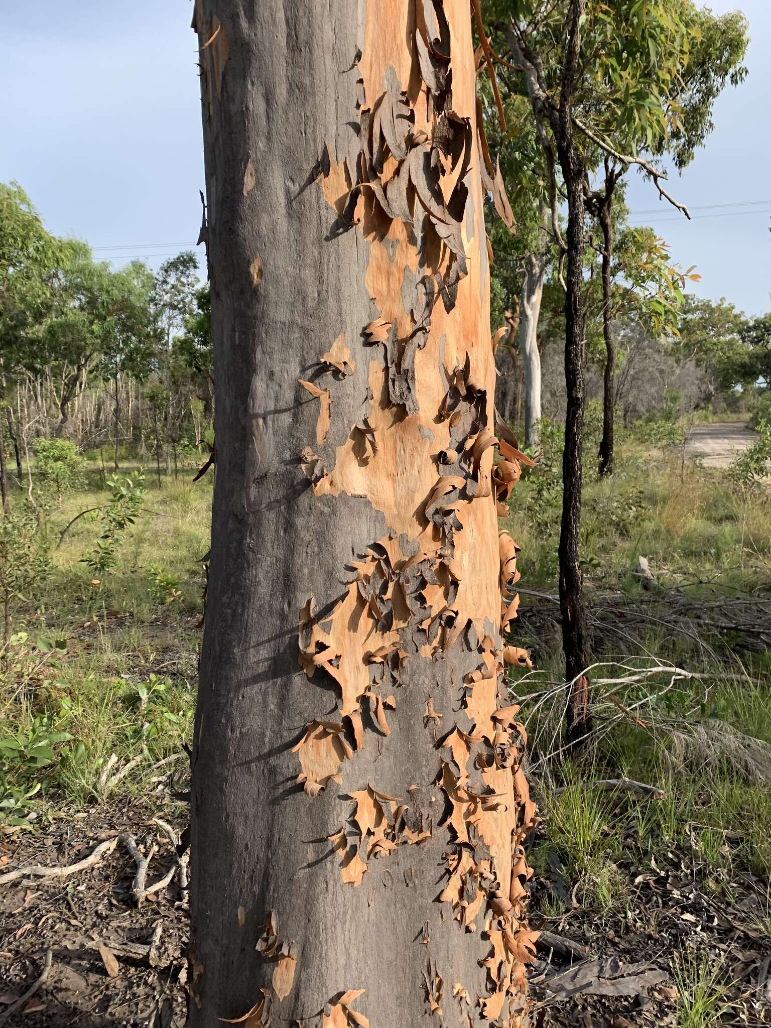 Angophora leiocarpa (L. Johnson ex G. Leach) K. R. Thiele & P. Y. Ladiges的圖片