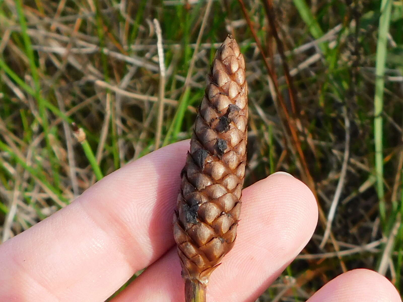 Слика од Xyris laxifolia Mart.