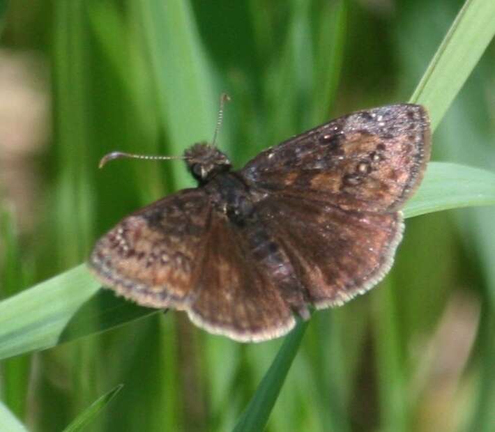 Image de Erynnis lucilius Scudder & Burgess 1870