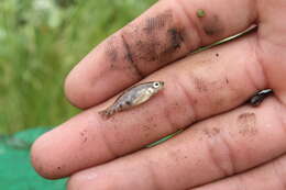 Image of Zoogoneticus purhepechus Domínguez-Domínguez, Pérez-Rodríguez & Doadrio 2008