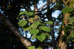 Image de Melochia umbellata (Houtt.) Stapf