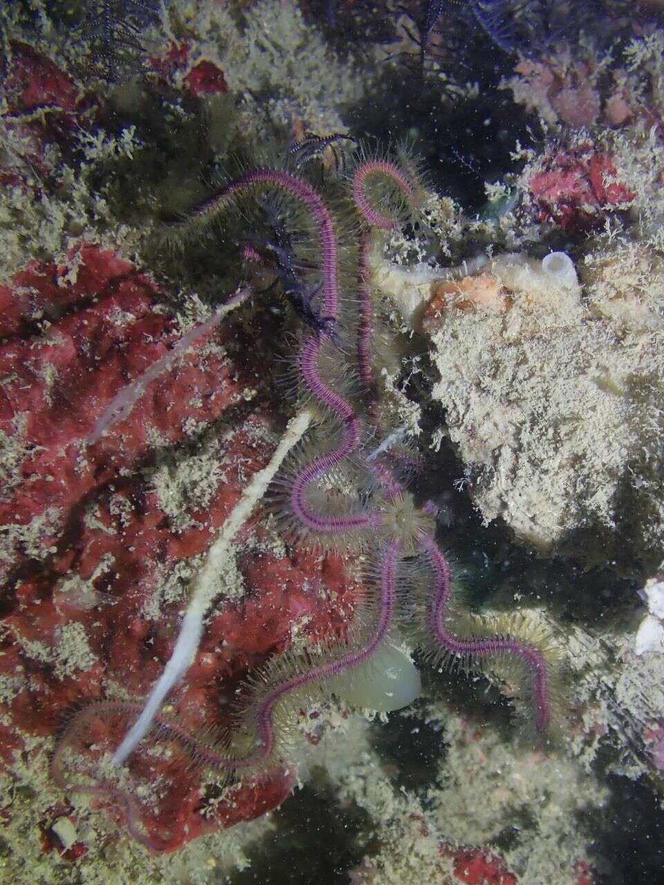 Image of purple-banded brittle star