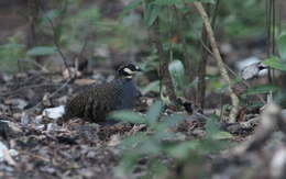 Image of Taiwan Hill Partridge