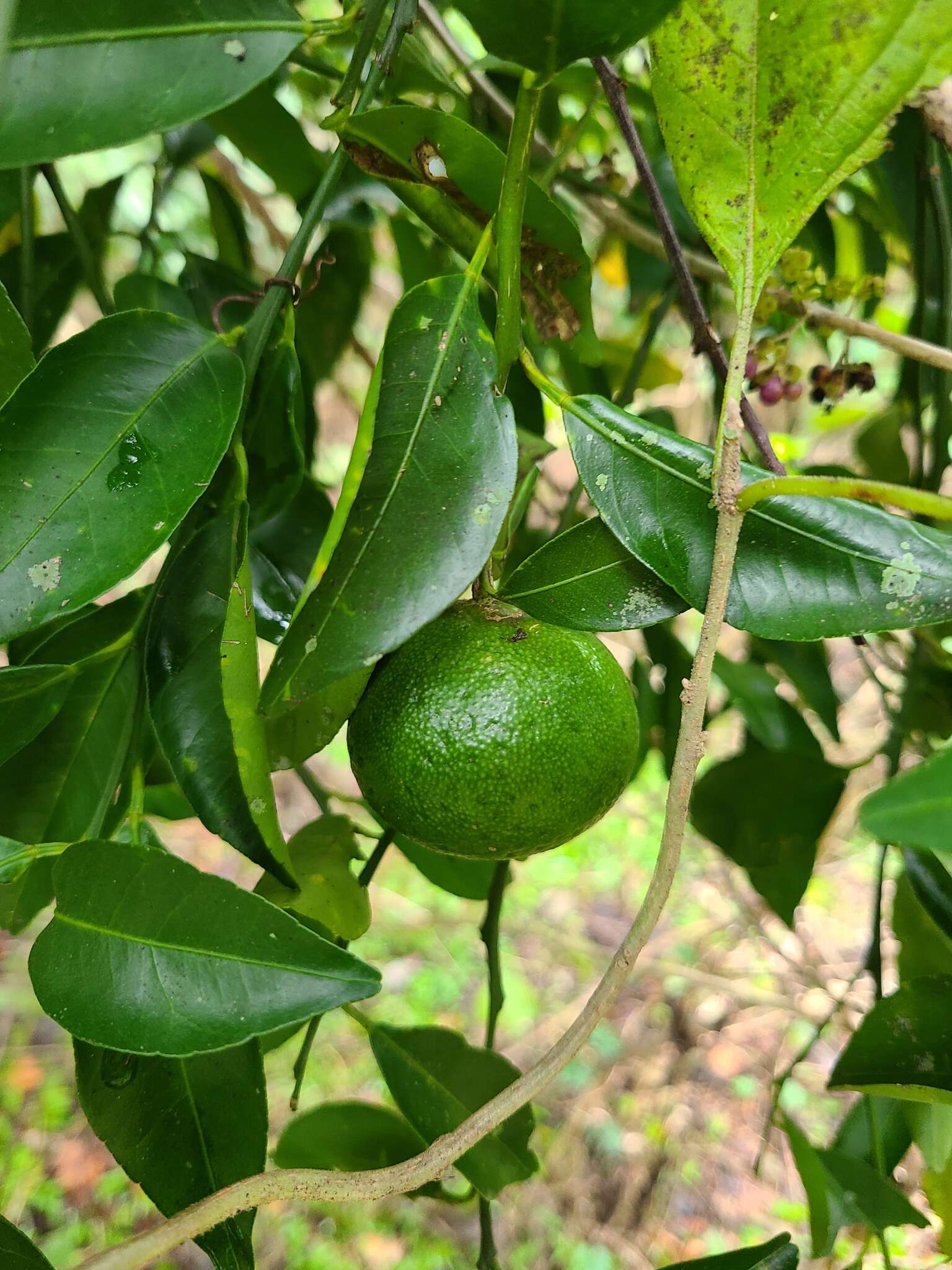 Image of tangerine