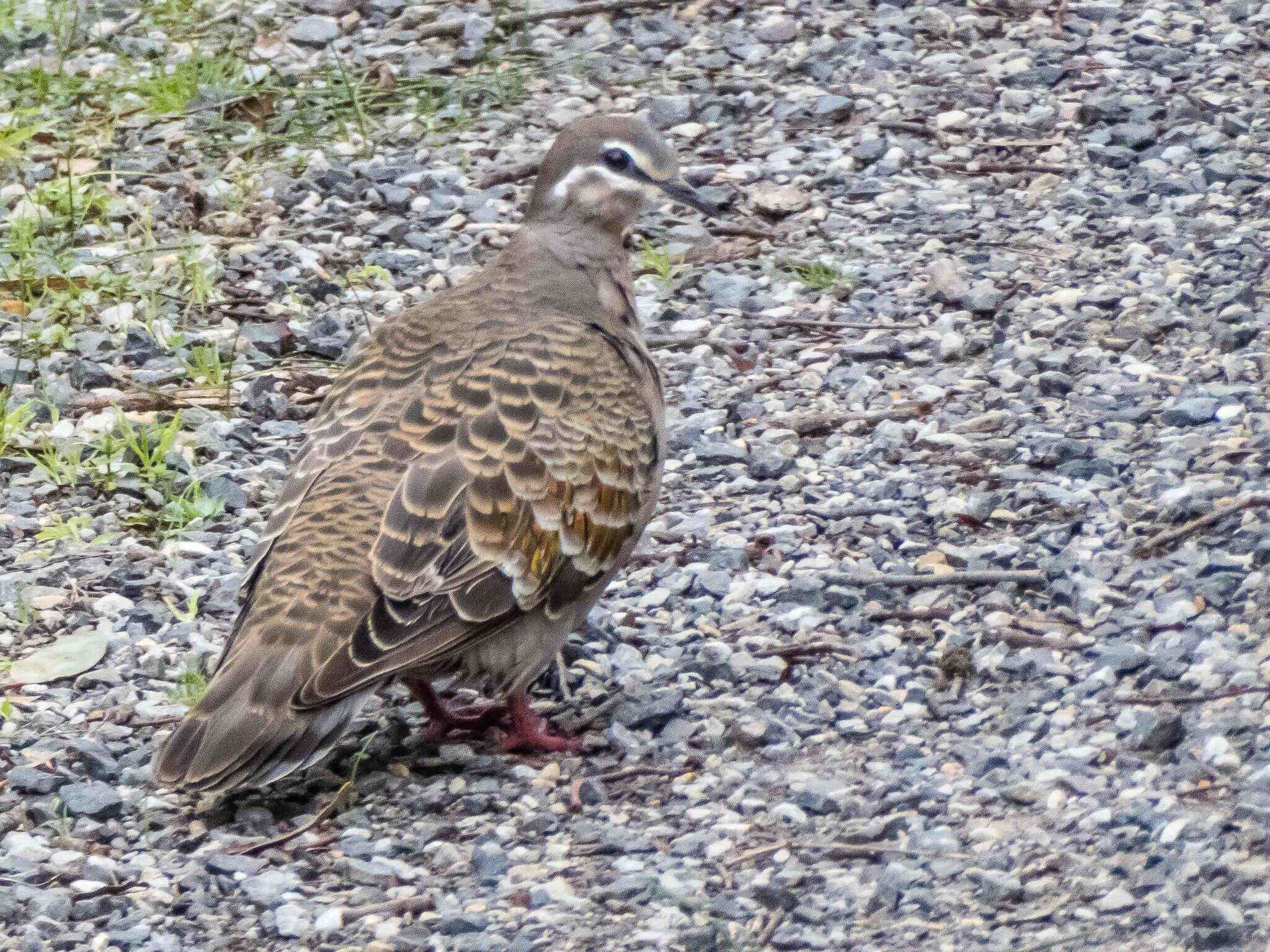 Image of Common Bronzewing