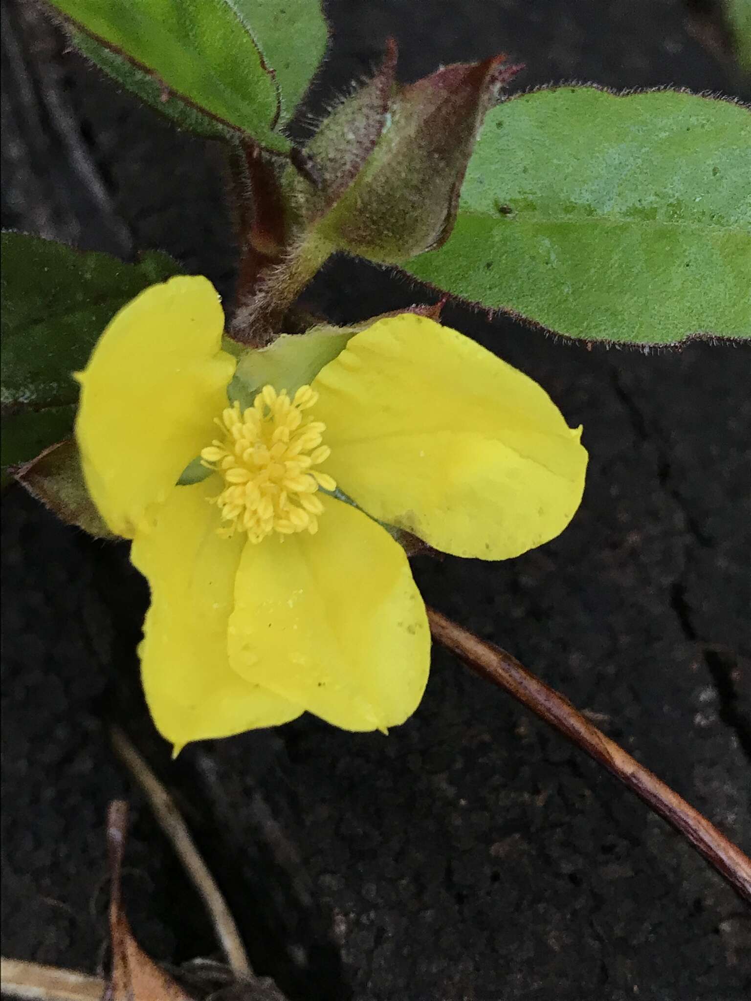 Hibbertia dentata R. Br. resmi