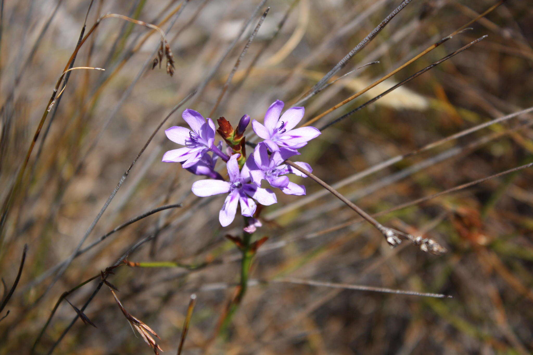 Image of Thereianthus spicatus (L.) G. J. Lewis