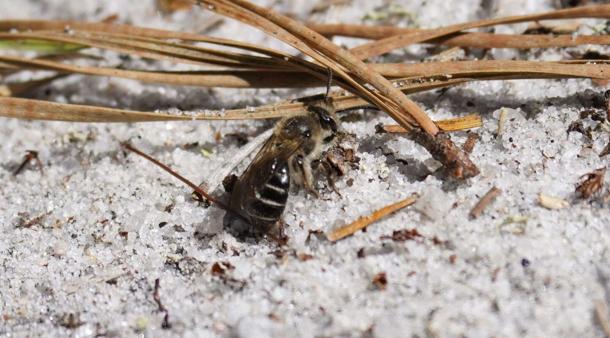 Image of Bradley's Andrena