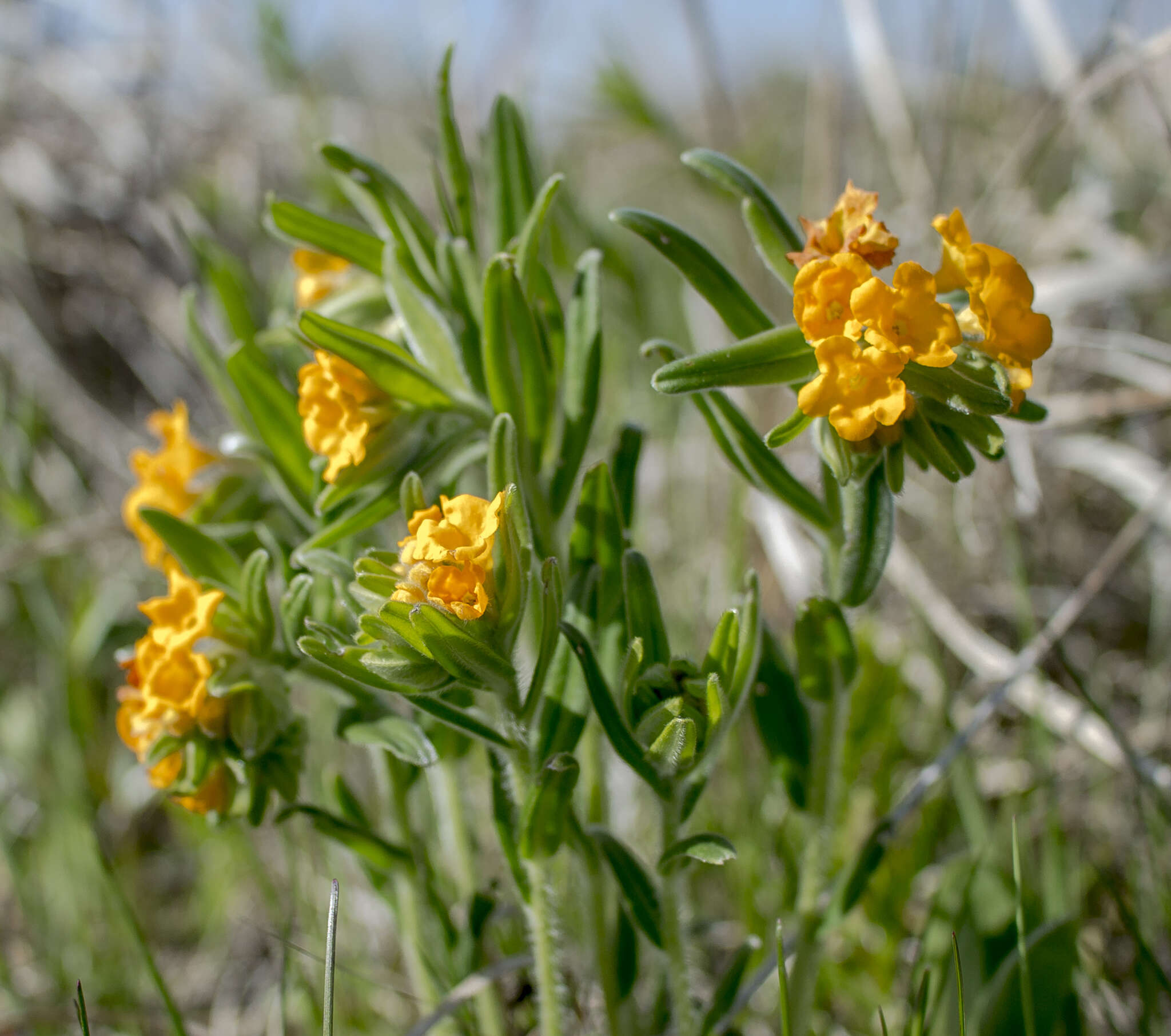 Image of hoary puccoon