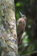 Imagem de Xiphorhynchus triangularis (Lafresnaye 1842)