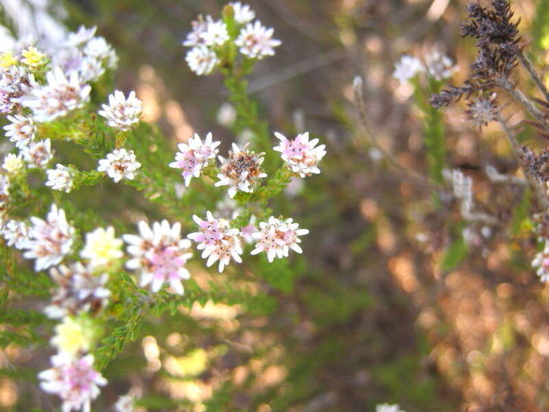 Image of Staavia radiata (L.) Dahl