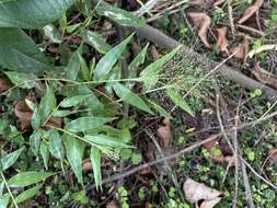 Image de Panicum trichoides Sw.