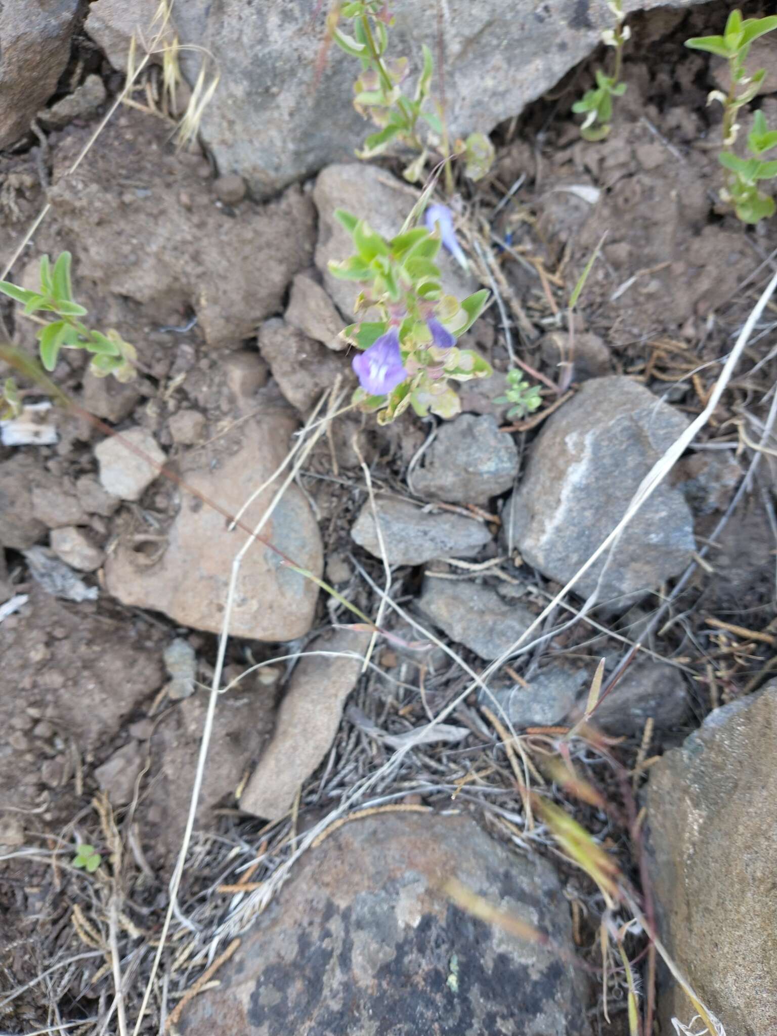 Image of narrowleaf skullcap