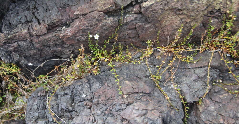 Image of Samolus repens var. strictus Cockayne