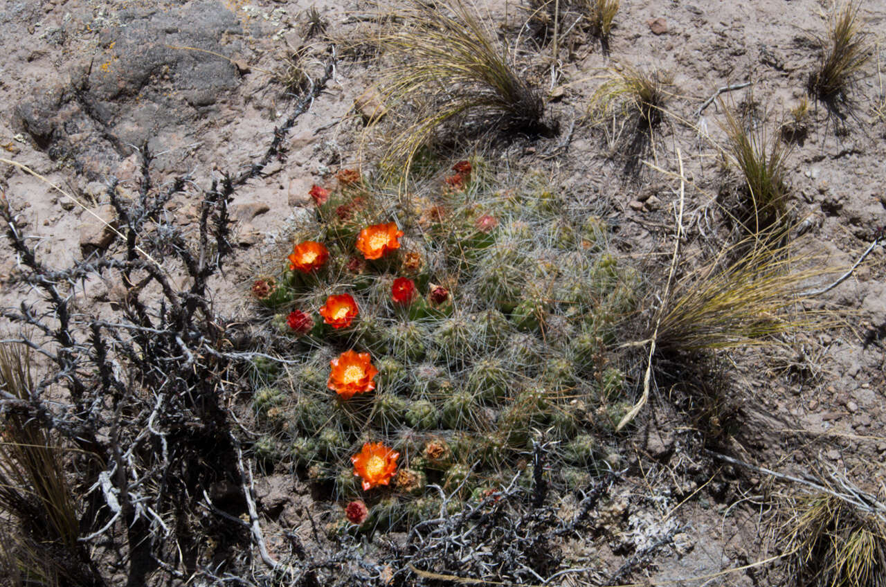 Image of Cumulopuntia glomerata