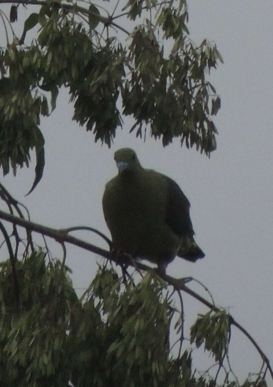 Image of Taiwan Green-pigeon