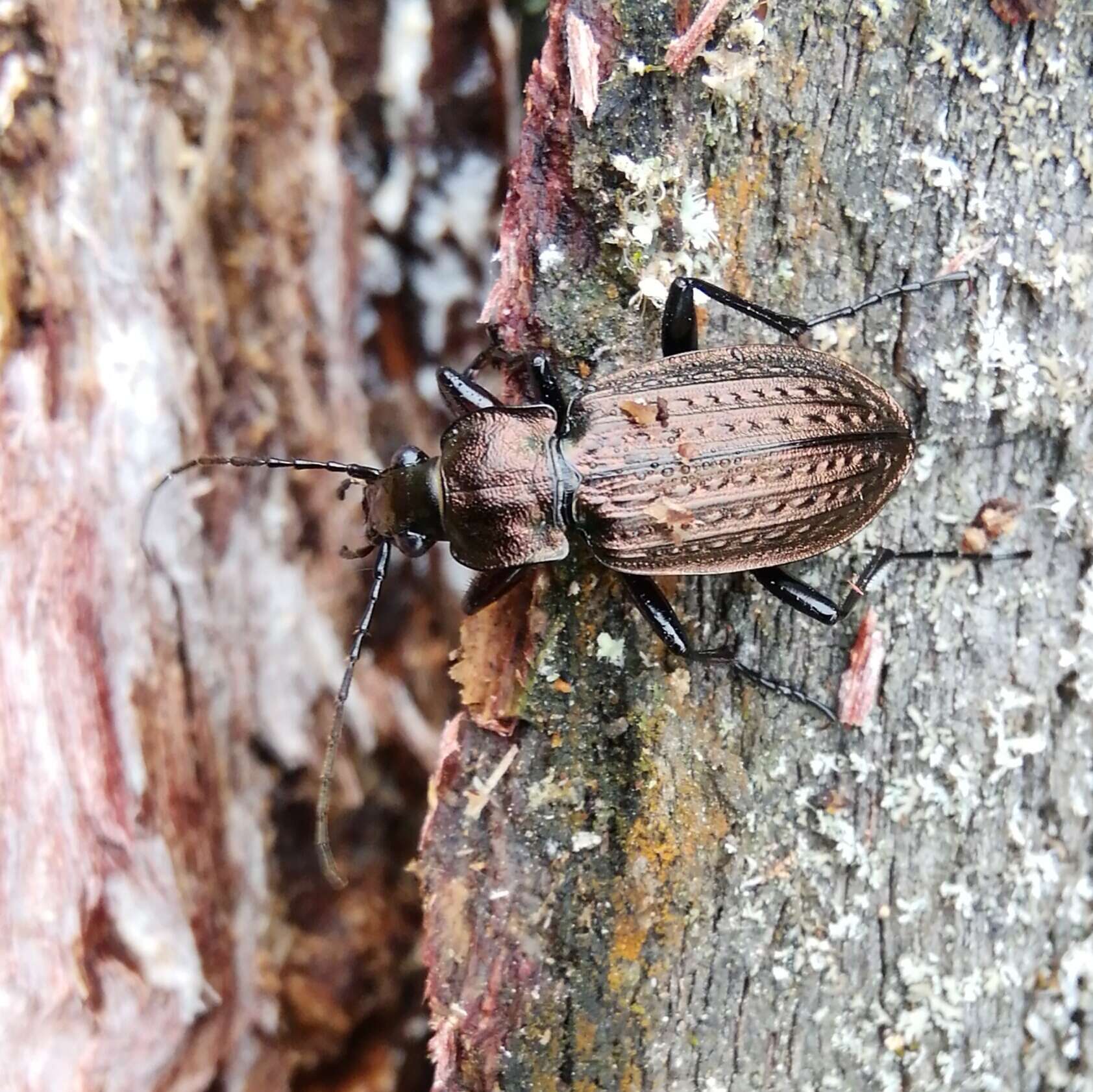 Image of Granulated Carabid