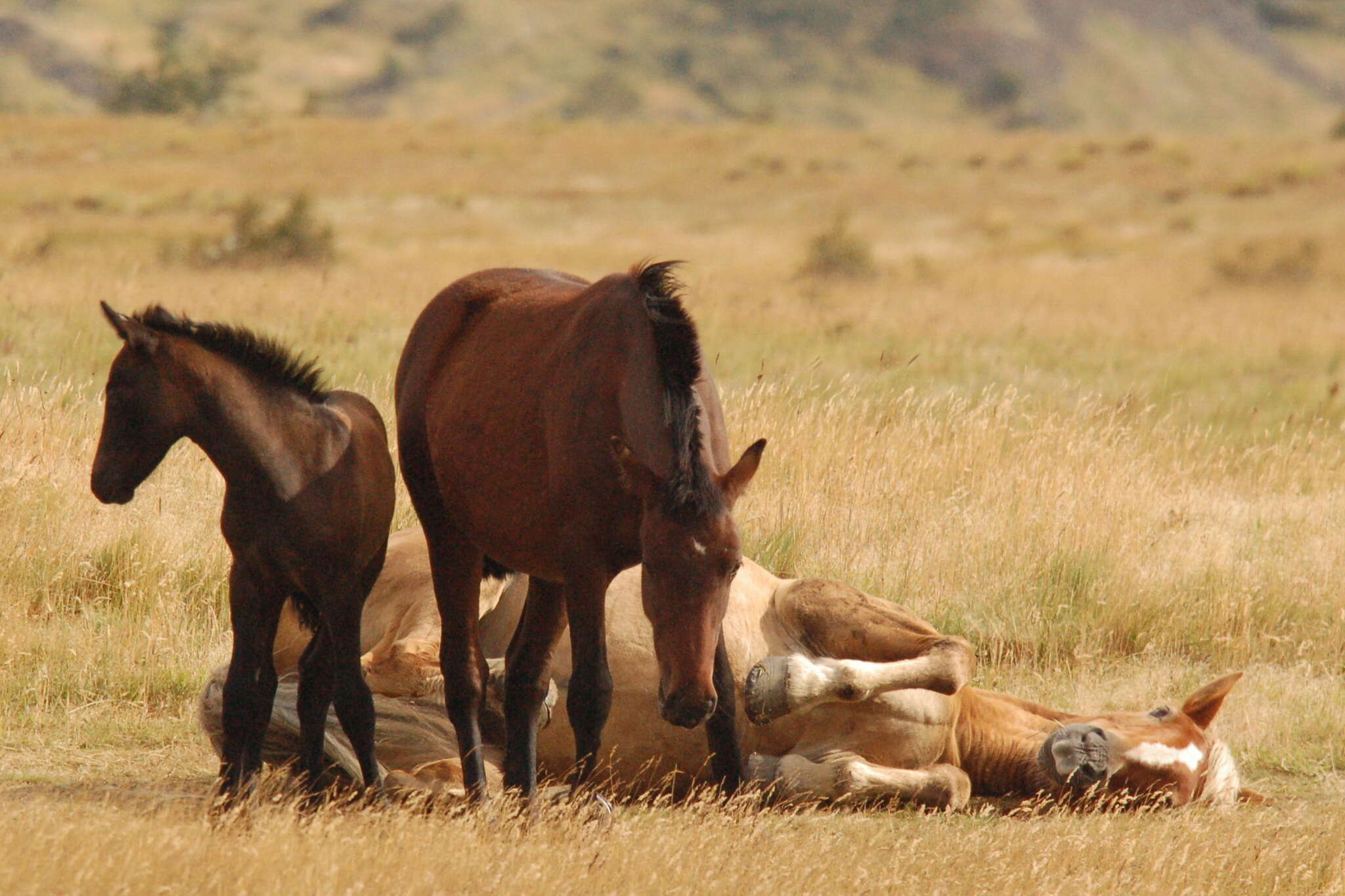 Image of Equus subgen. Equus Linnaeus 1758