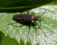 Image of Lopidea nigridia Uhler 1895