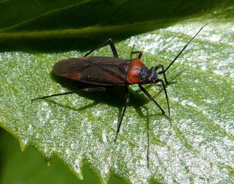 Image of Lopidea nigridia Uhler 1895