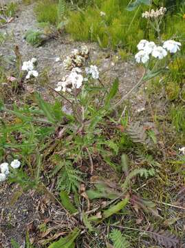 Image of Achillea alpina subsp. camtschatica (Heimerl) Kitam.