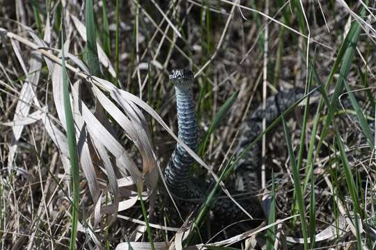 Image of Vipera renardi (Christoph 1861)