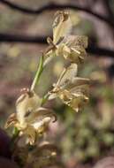 Imagem de Gladiolus recurvus L.