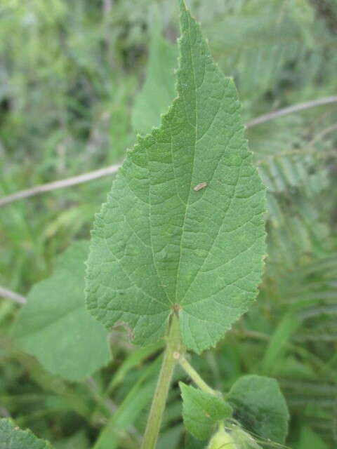 Image of Abutilon bivalve