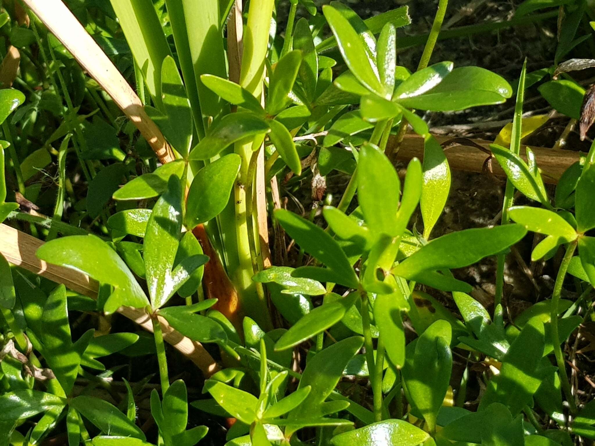 Image of Ranunculus amphitrichus Colenso