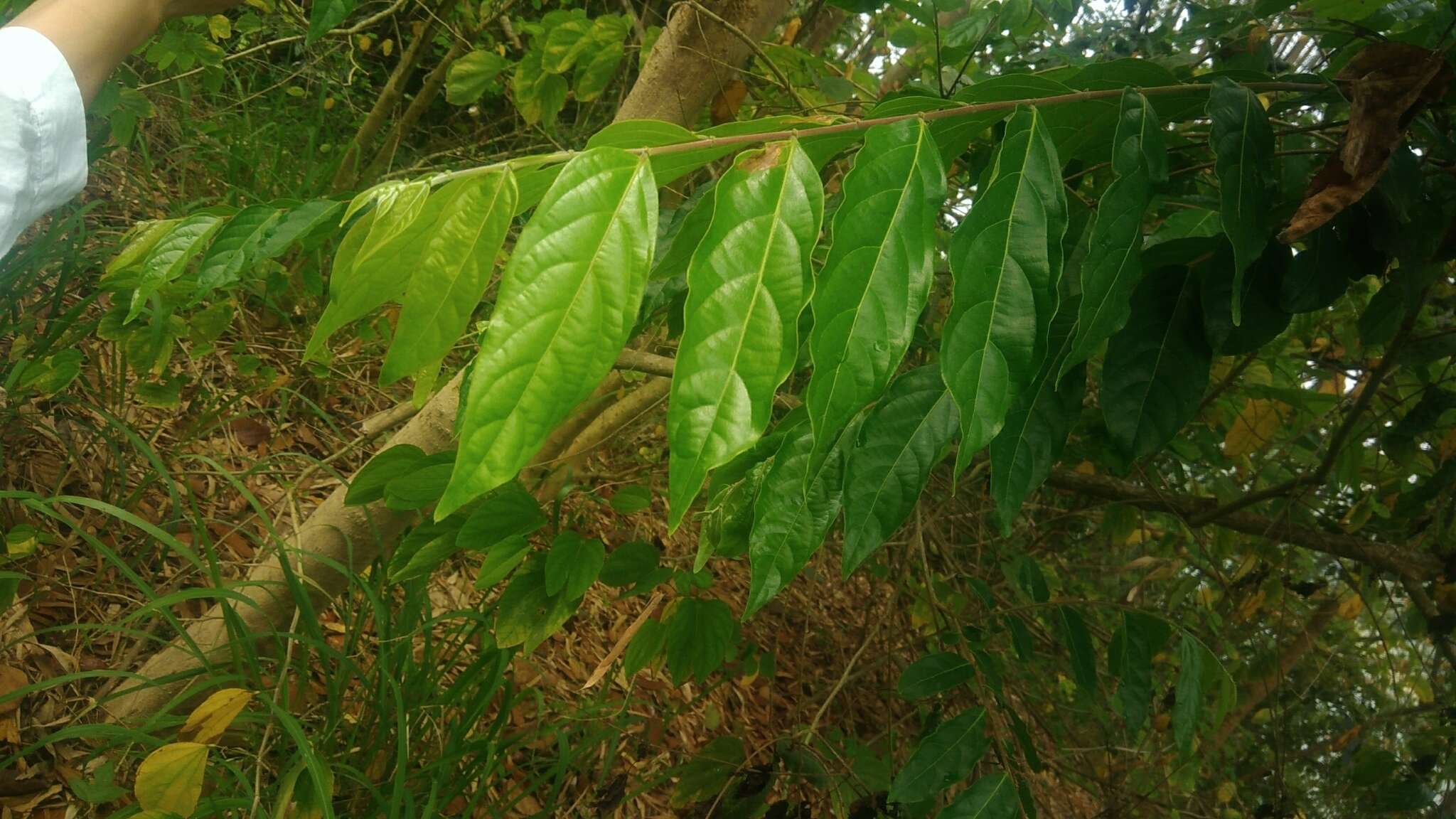 Слика од Glochidion philippicum (Cav.) C. B. Rob.