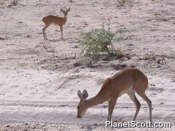 Image of Steenbok