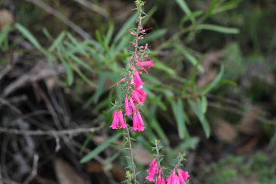 Plancia ëd Epacris impressa Labill.