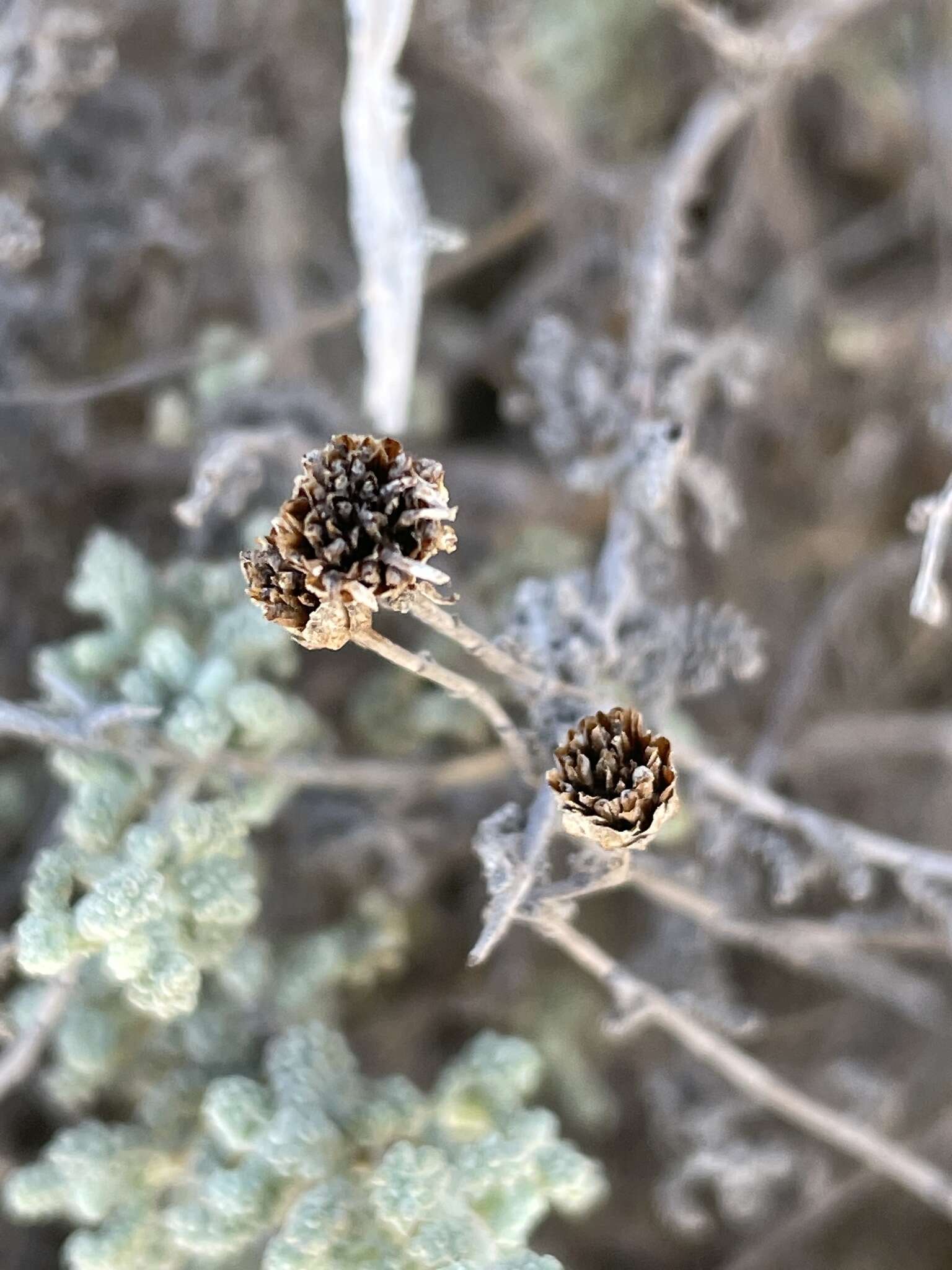 صورة Santolina magonica (O. Bolòs, Molin. & P. Monts.) A. M. Romo