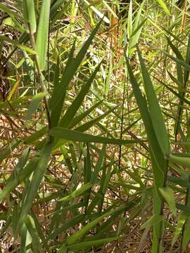 Image of Ridgetop Blood Grass