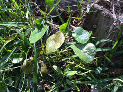 Слика од Hydrocotyle verticillata Thunb.