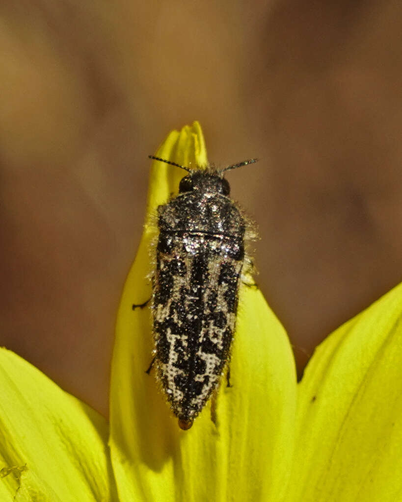 Image of Acmaeodera labyrinthica Fall 1899