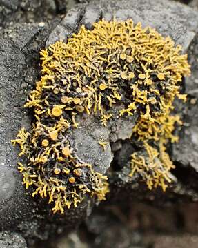 Image of coral orange lichen