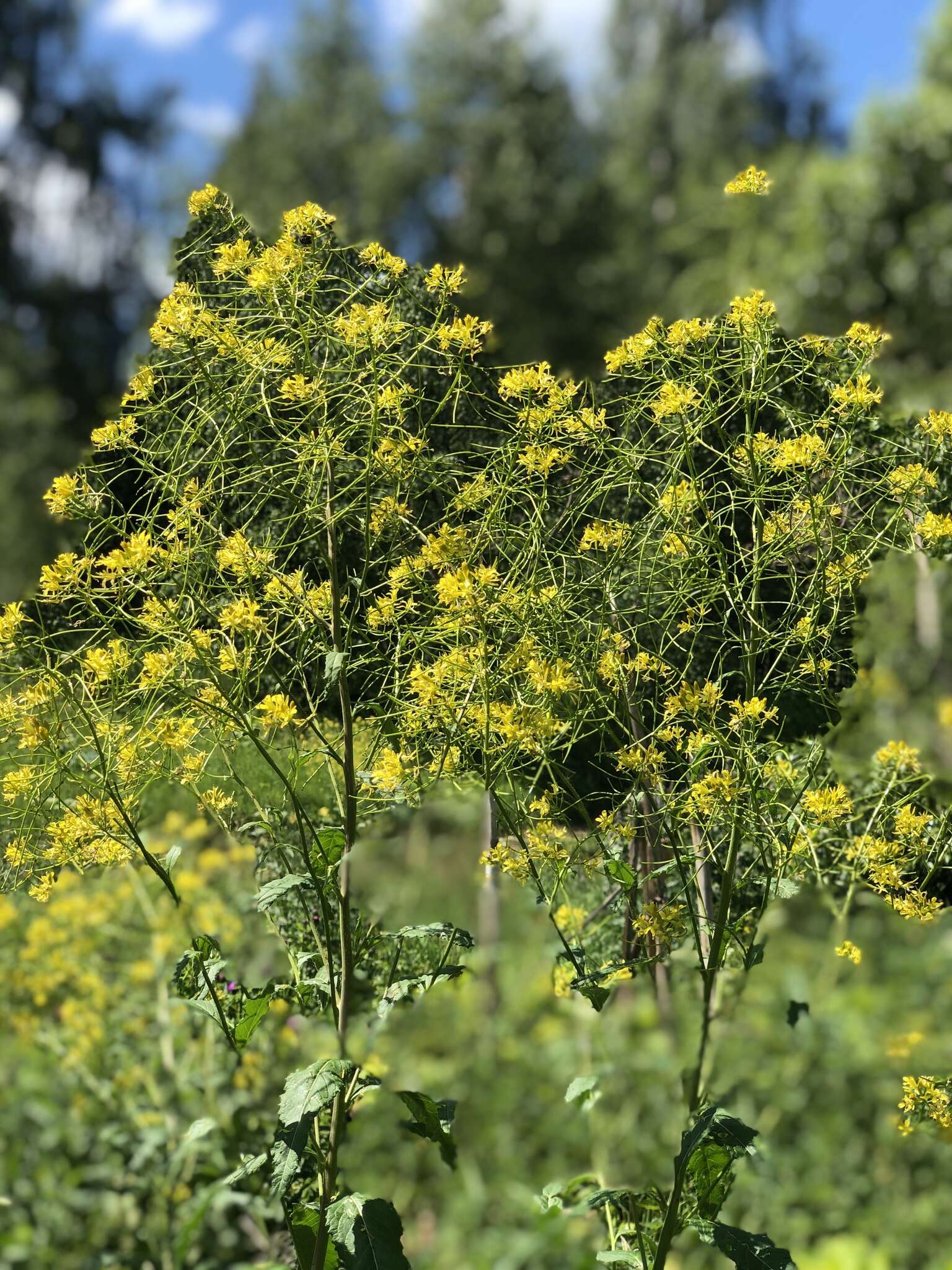 Image of Sisymbrium strictissimum L.