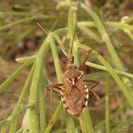 Plancia ëd Rhynocoris erythropus (Linnaeus 1767)