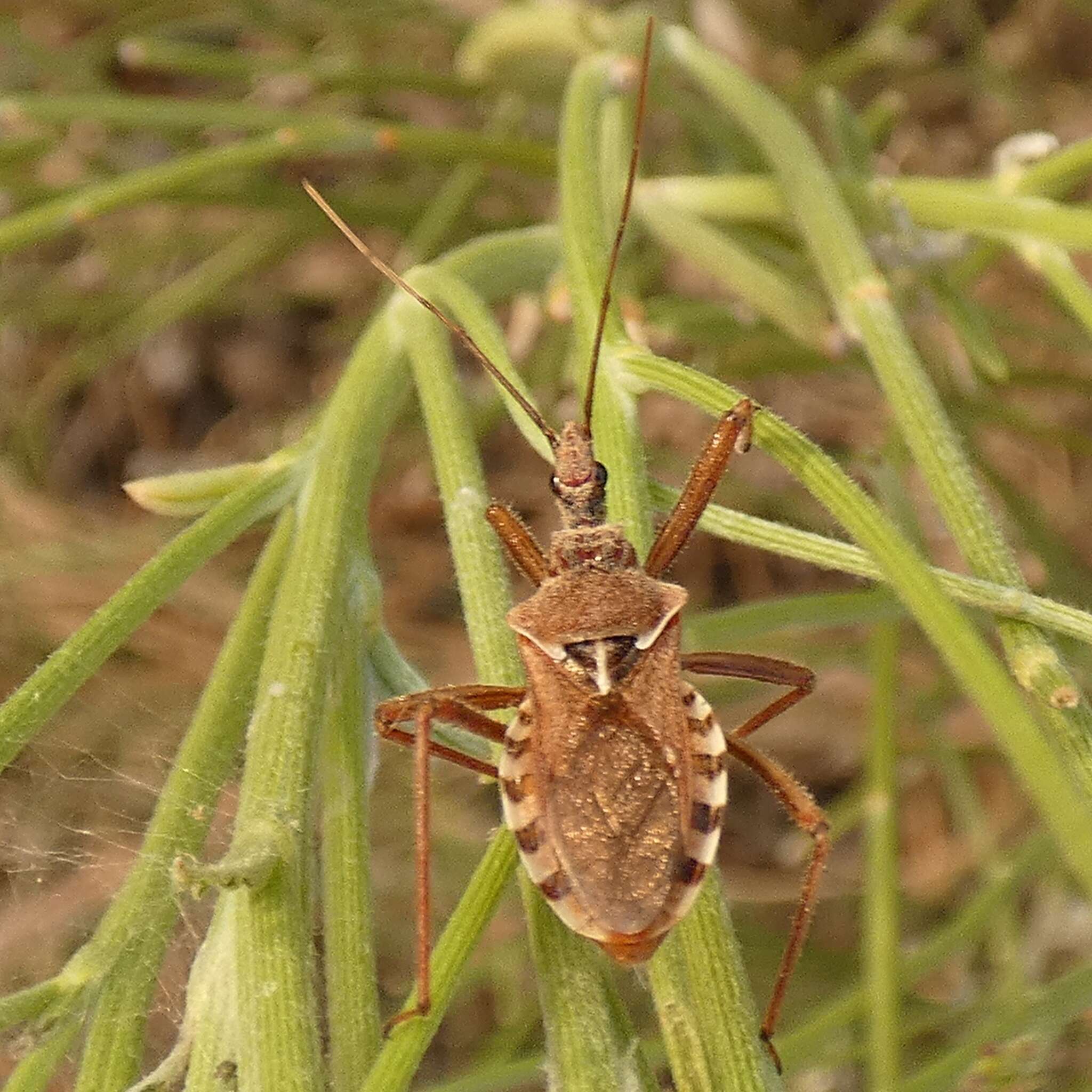 Plancia ëd Rhynocoris erythropus (Linnaeus 1767)