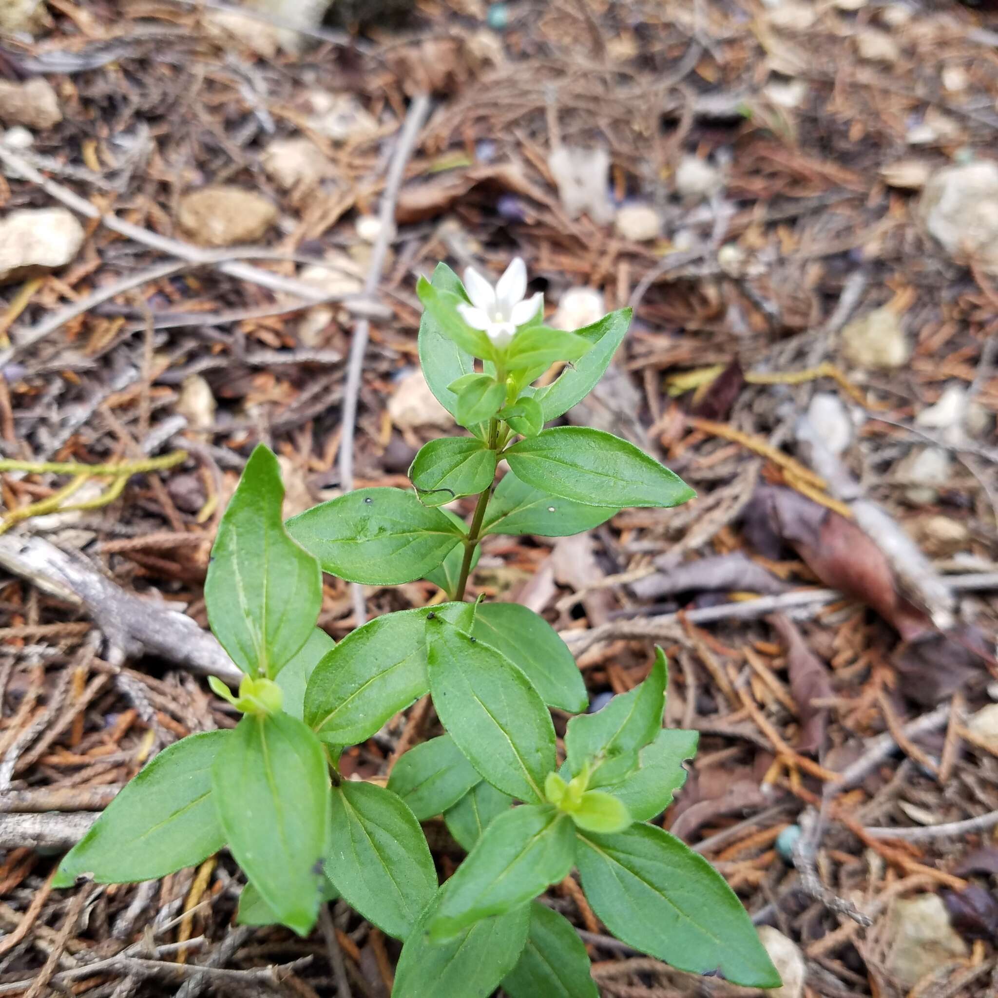 Imagem de Spigelia hedyotidea A. DC.