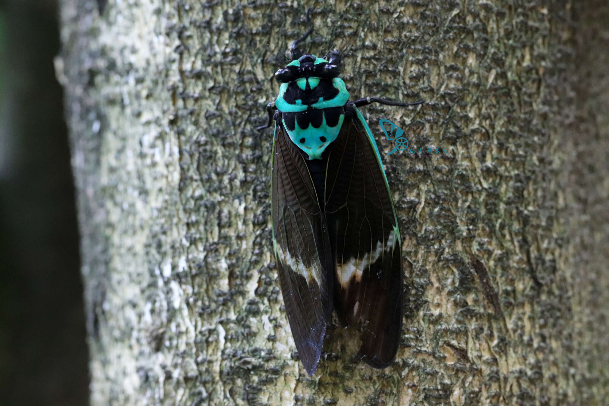 Image of Formotosena seebohmi (Distant 1904)