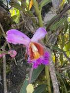 Plancia ëd Sobralia dichotoma Ruiz & Pav.