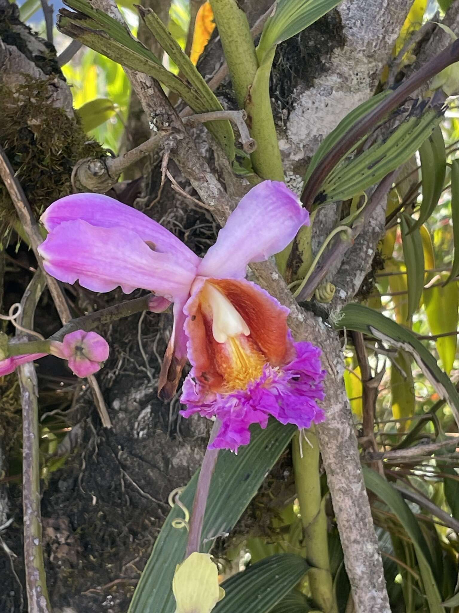 Image of Sobralia dichotoma Ruiz & Pav.